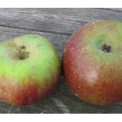 Pomme Bio reinette Hernaut de Roiveau
