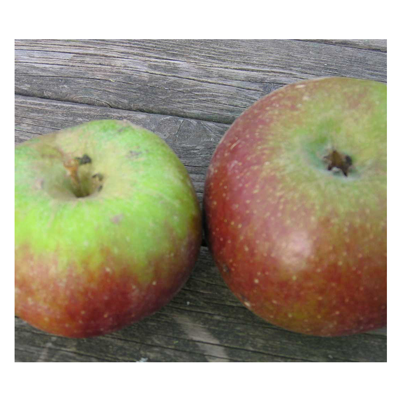 Pomme Bio reinette Hernaut de Roiveau