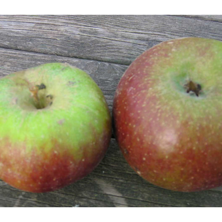 Pomme Bio reinette Hernaut de Roiveau