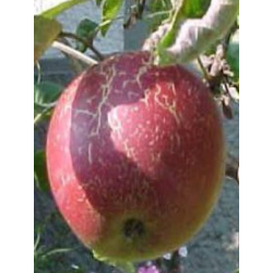 Pomme Bio Jonathan de Roiveau