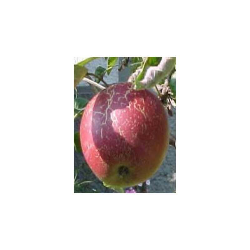 Pomme Bio Jonathan de Roiveau