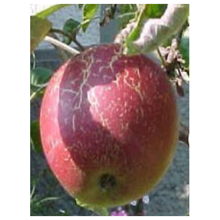 Pomme Bio Jonathan de Roiveau