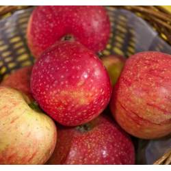 Pomme Bio Reinette étoilée de Roiveau