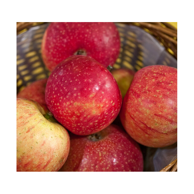 Pomme Bio Reinette étoilée de Roiveau