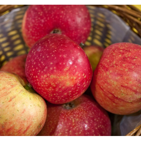 Pomme Bio Reinette étoilée de Roiveau